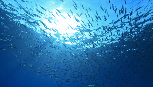 Essential Omega 3s
