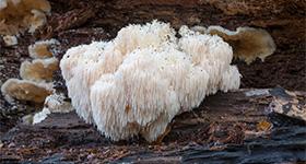 5 Benefits of Lion's Mane