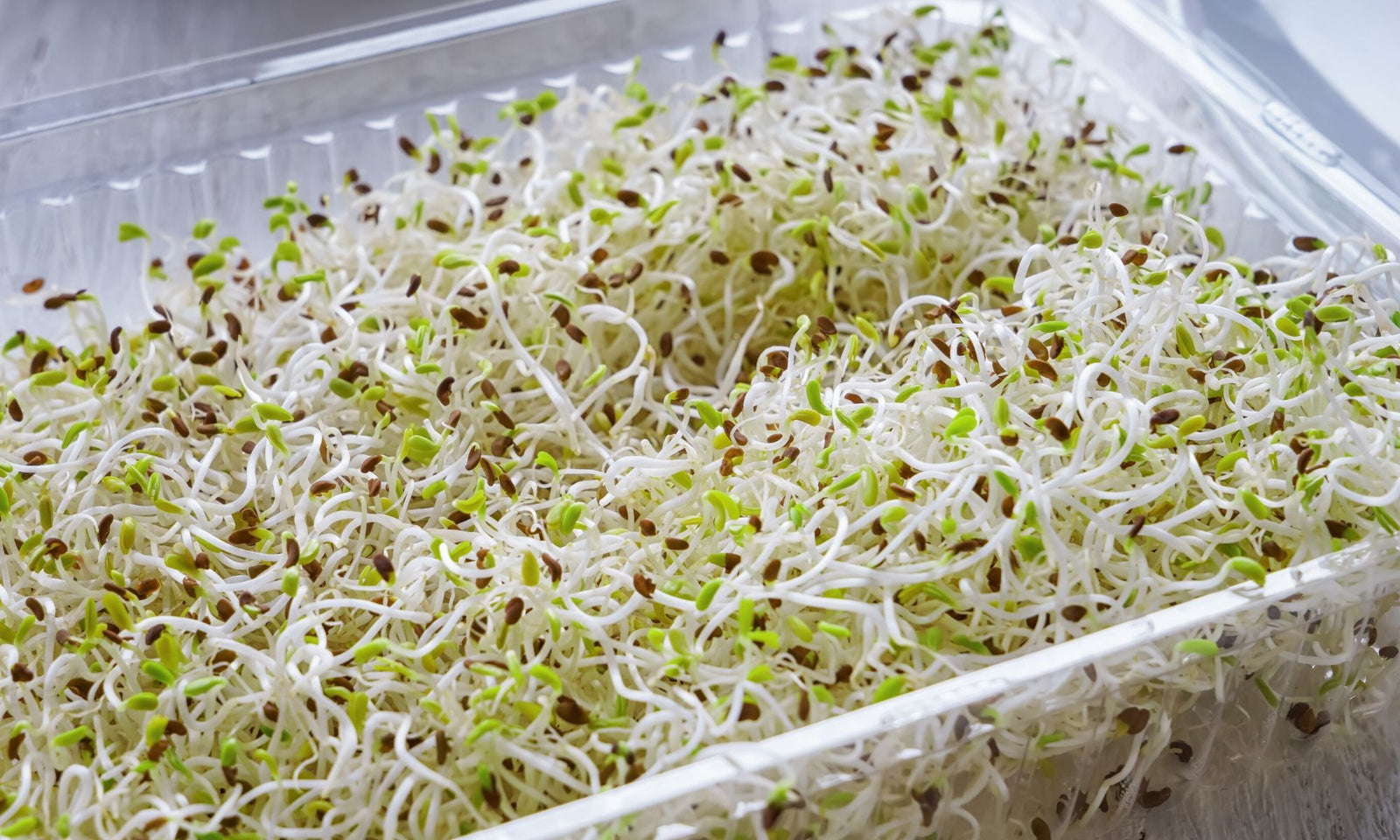 Broccoli Sprouts.